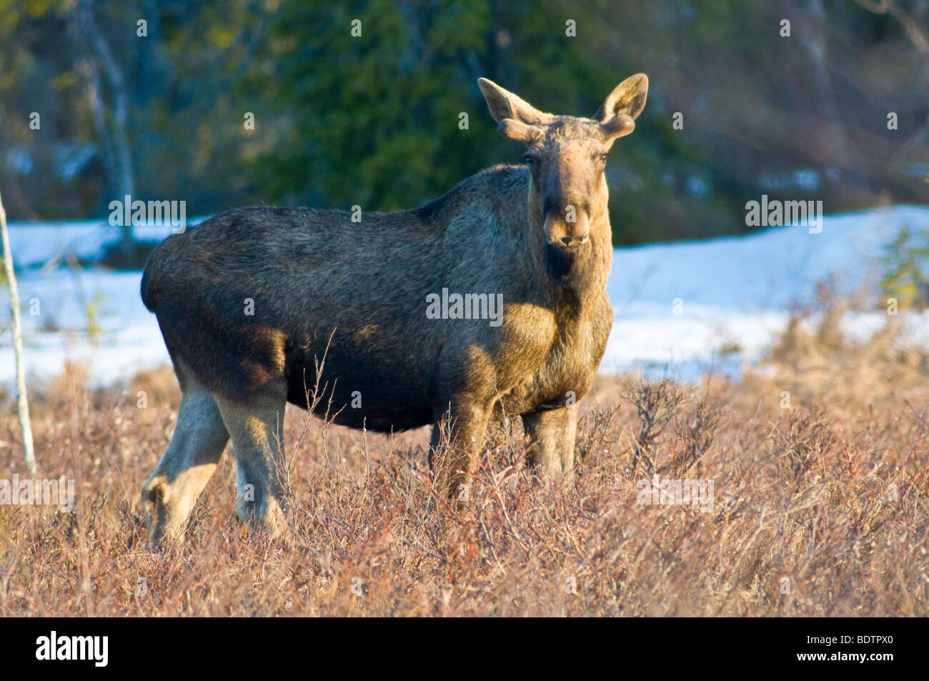 elch in freier wildbahn, alces alces, lappland, norrbotten, schweden, elk in the wild, lapland, sweden Stock Photo