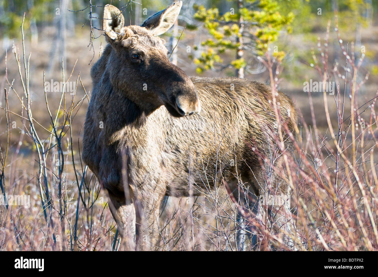 elch in freier wildbahn, alces alces, lappland, norrbotten, schweden, elk in the wild, lapland, sweden Stock Photo