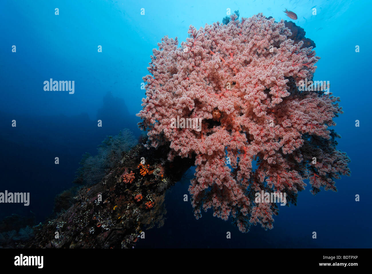Soft Coral (Siponogorgia godeffroyi), at the wreck of the Liberty, Tulamben, Bali, Indonesia, Indian Ocean, Asia Stock Photo