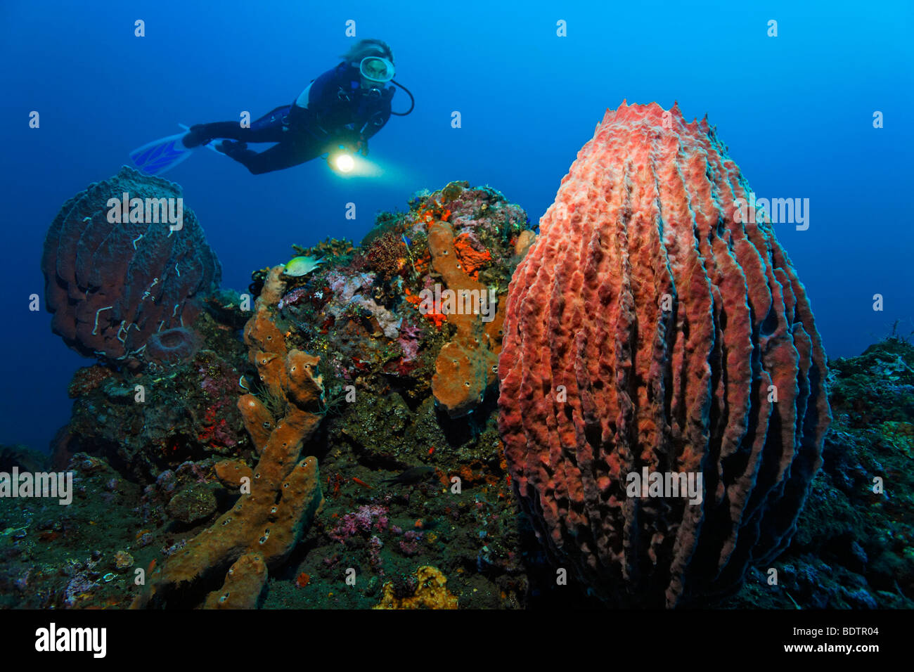 Underwater scenery, scuba diver, Giant Barrel Sponge (Xestospongia testudinaria), coral reef, Bali, Lesser Sunda Islands, Bali  Stock Photo