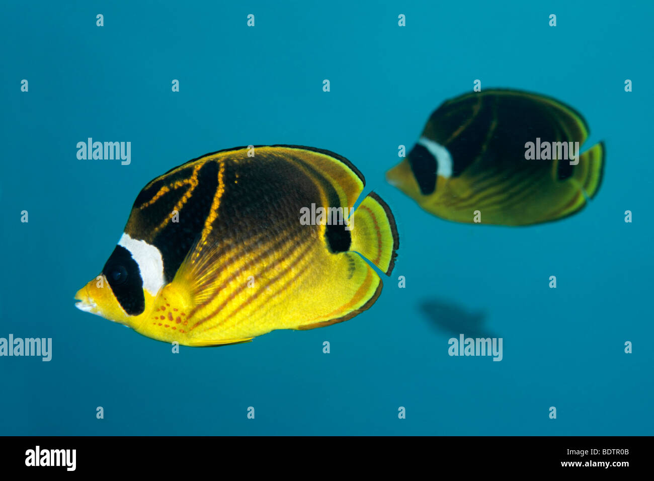Pair of Raccoon Butterflyfish (Chaetodon lunula), swimming in the blue water, Tulamben, Bali, Indonesia, Indian Ocean, Asia Stock Photo