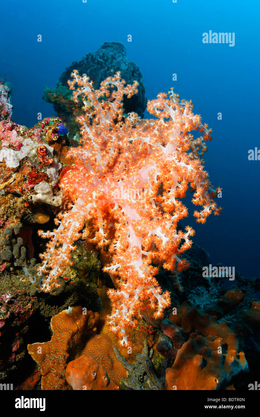 Steep drop with Klunzingeri Soft Coral (Dendronephthya klunzingeri), corals, reef, Bali, Lesser Sunda Islands, Bali Sea, Indone Stock Photo