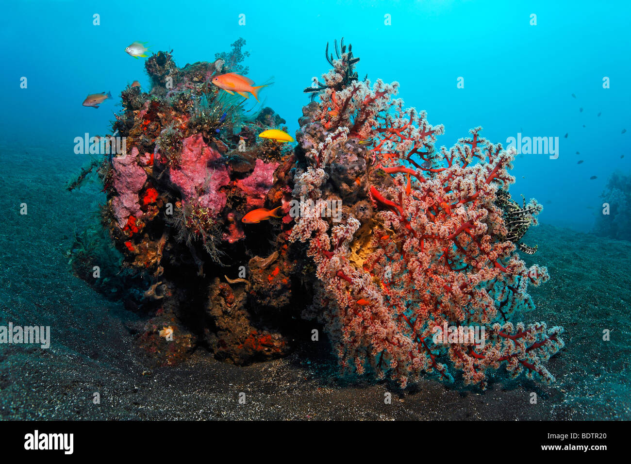 Small block of corals, various kinds of sponges, corals, fish, feather stars, mini reef, sandy ground, Bali, Lesser Sunda Islan Stock Photo
