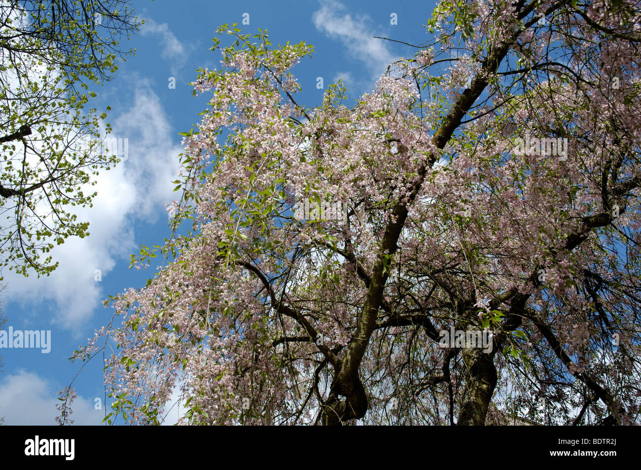 Winter Flowering Cherry, Prunus subhirtella, Haengekirsche, Stock Photo