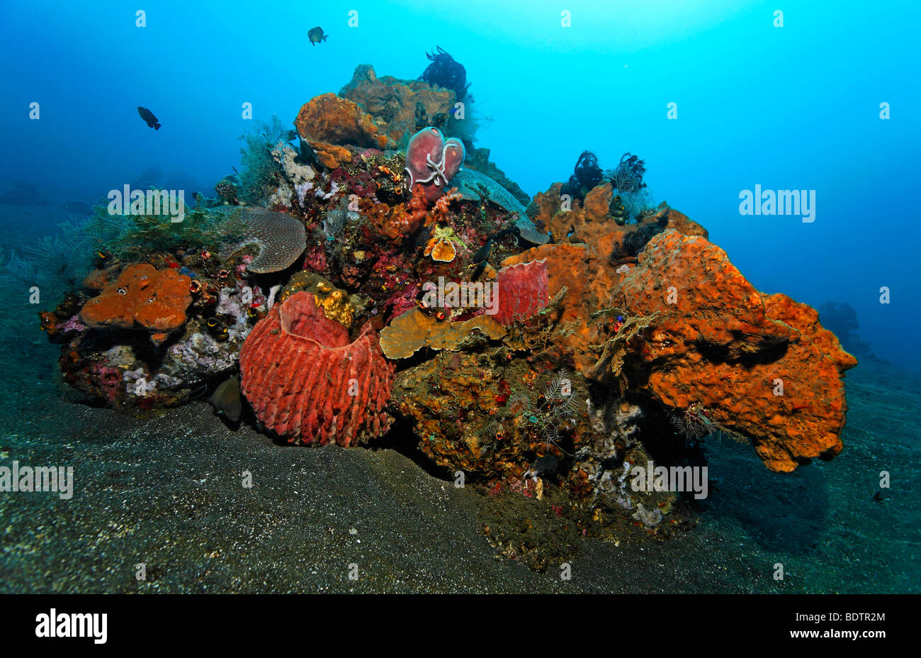 Block of corals, various kinds of sponges, corals, fish, feather stars, mini reef, sandy ground, Bali, Lesser Sunda Islands, Ba Stock Photo