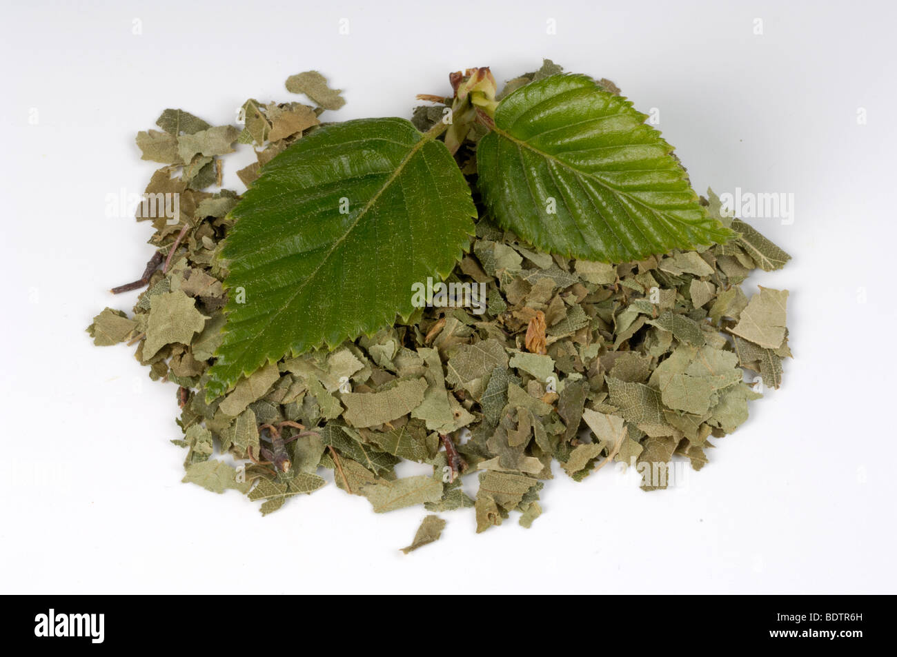 Birch, dried leave, Betula pendula, cut out, Objekt, object, Birke, Blatt, getrocknete Blaetter, Freisteller Stock Photo