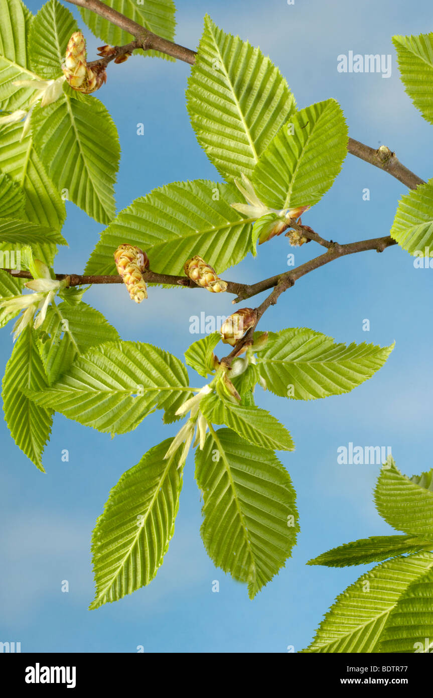 Hornbeam, leaves, Carpinus betulus, Hainbuche, Weissbuche Stock Photo