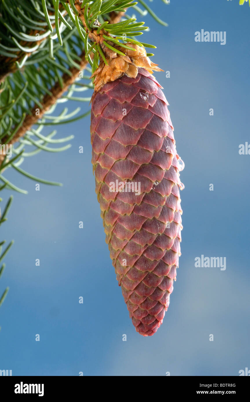 Norway Spruce, cone, Picea abies, Gemeine Fichte, Zapfen, Rotfichte Stock Photo