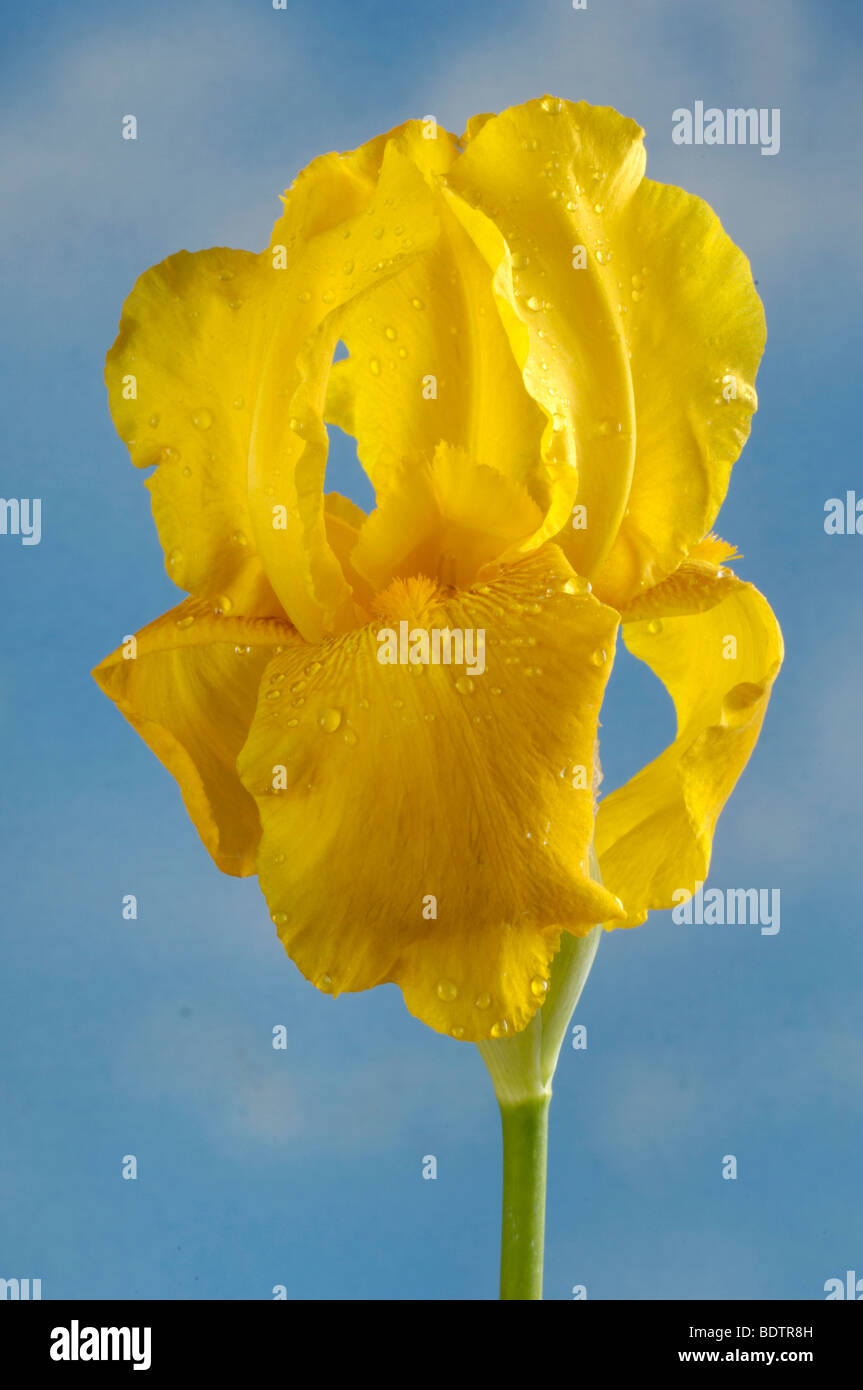 Wasserschwertlilie,  Yellow Iris (Iris pseudacorus) Stock Photo