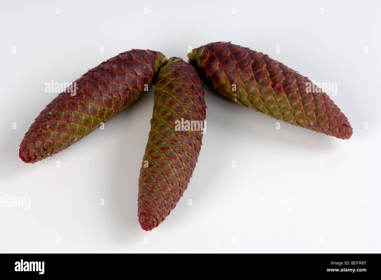 Norway Spruce, cone (Picea abies) cut out Stock Photo