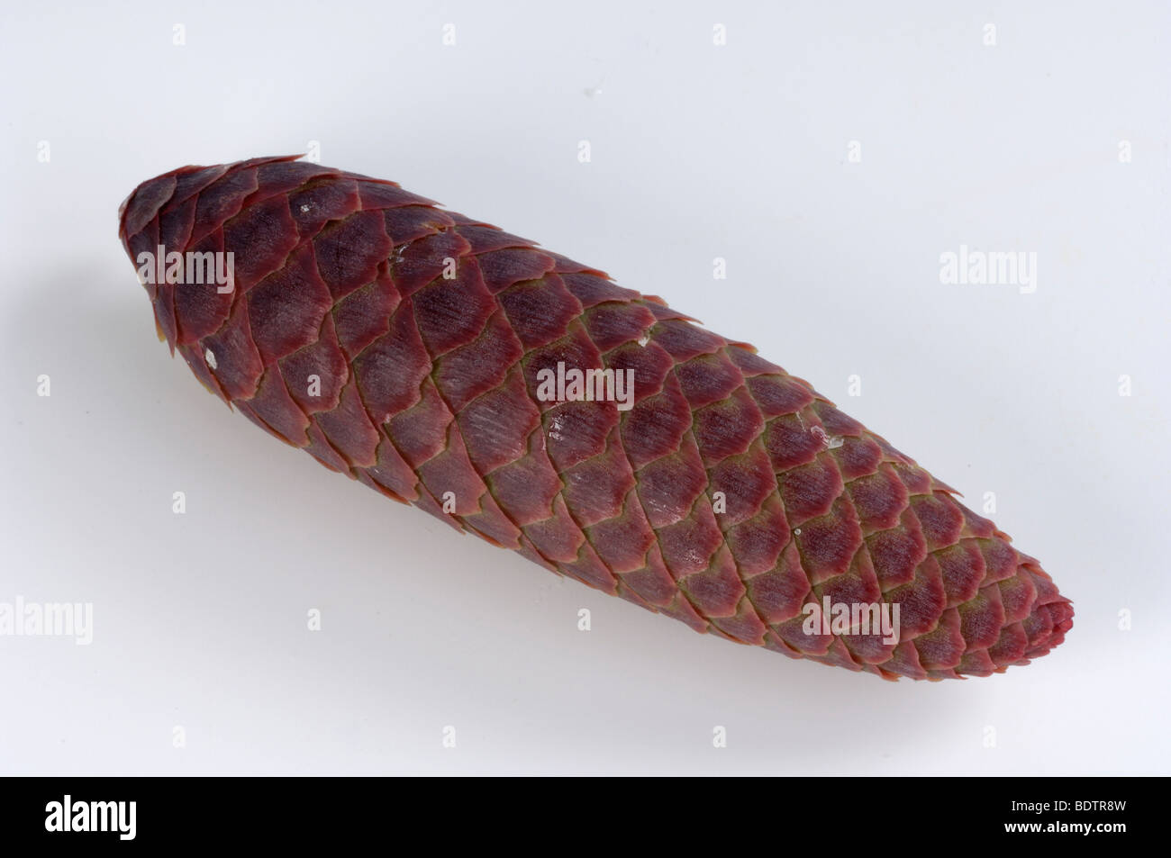 Norway Spruce, cone (Picea abies) cut out Stock Photo