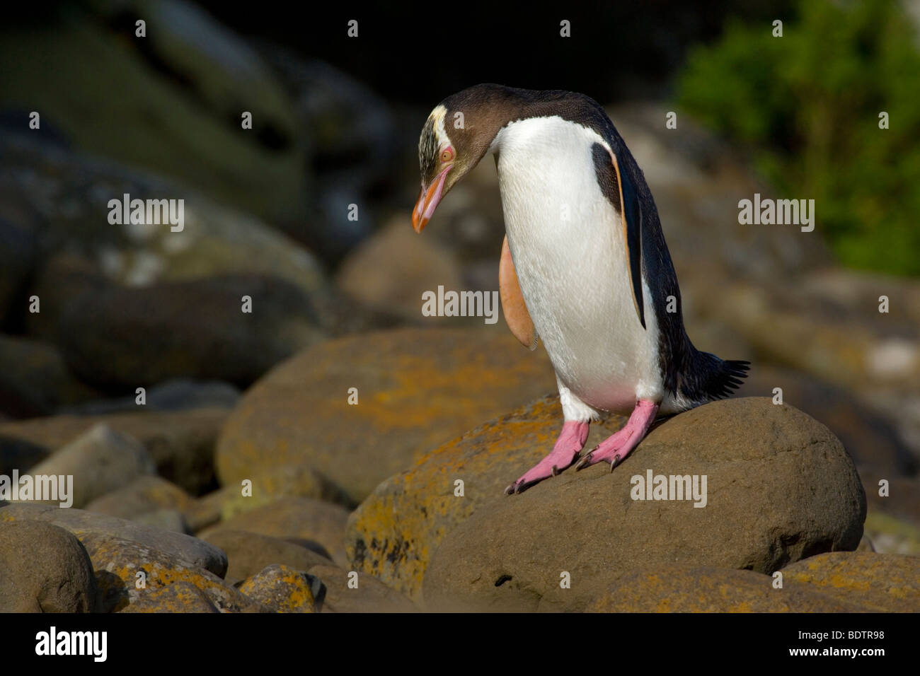 yellow-eyed penguin, (megadyptes antipodes) new zealand, south island, curio bay Stock Photo