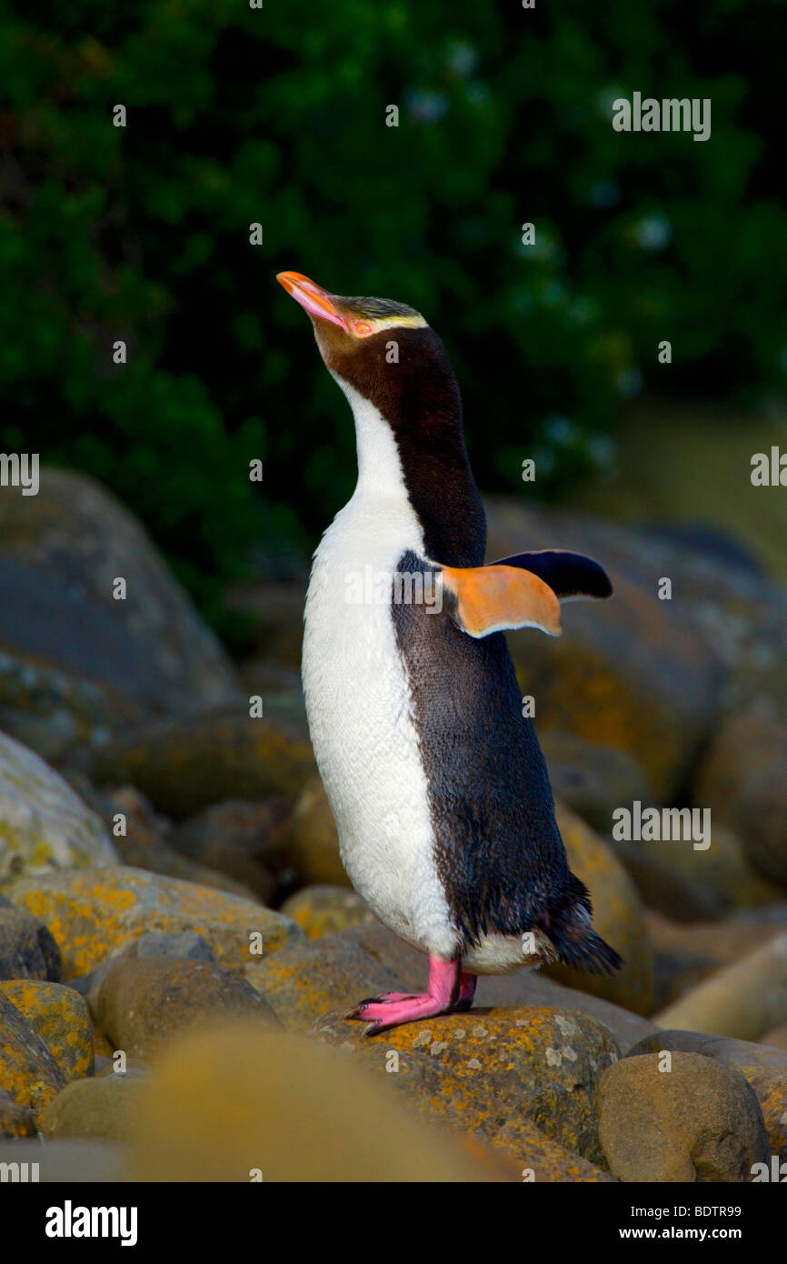 yellow-eyed penguin, (megadyptes antipodes) new zealand, south island, curio bay Stock Photo