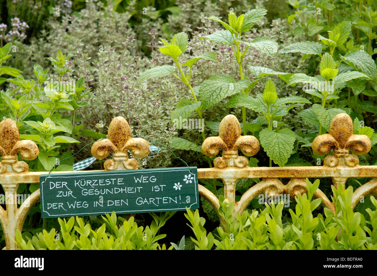 Different herbs, Herb garden, Common Sage, Thyme, Boxwood Stock Photo