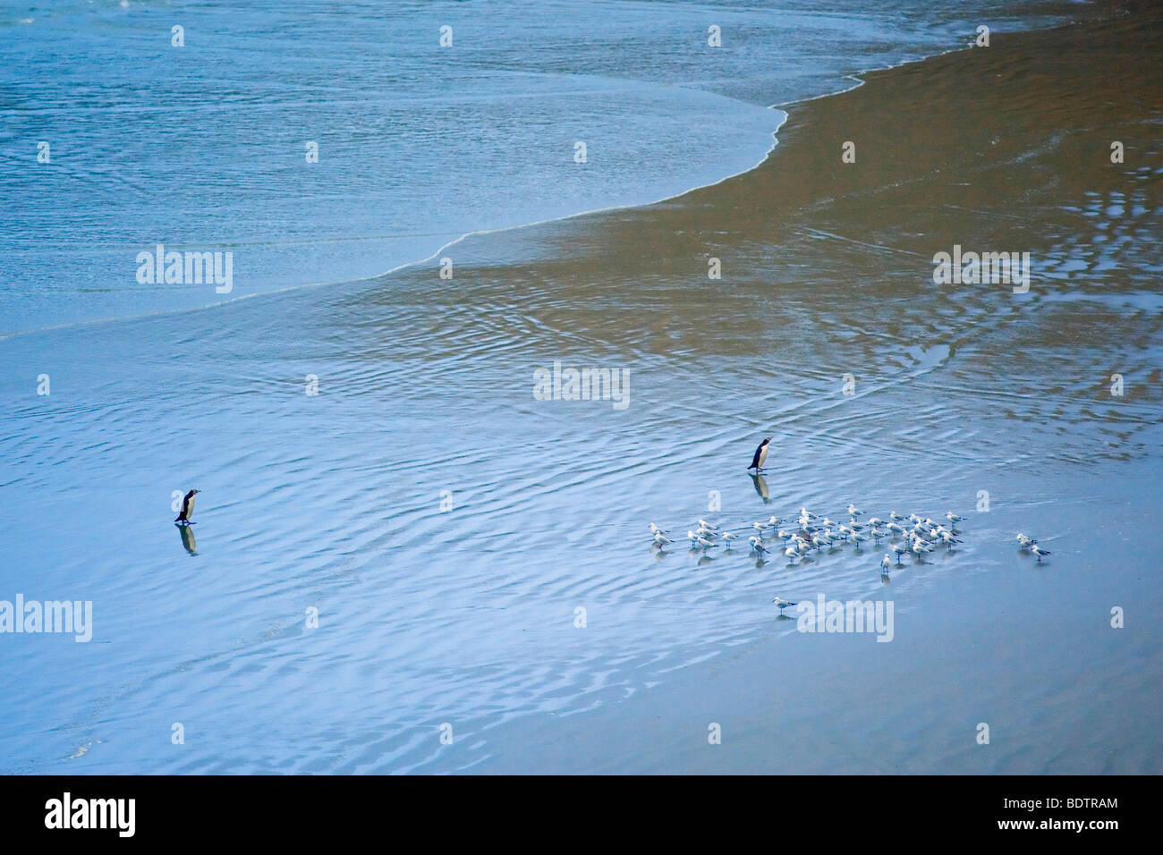 gelbaugenpinguin (megadyptes antipodes) yellow-eyed penguin, new zealand, south island, otago Stock Photo