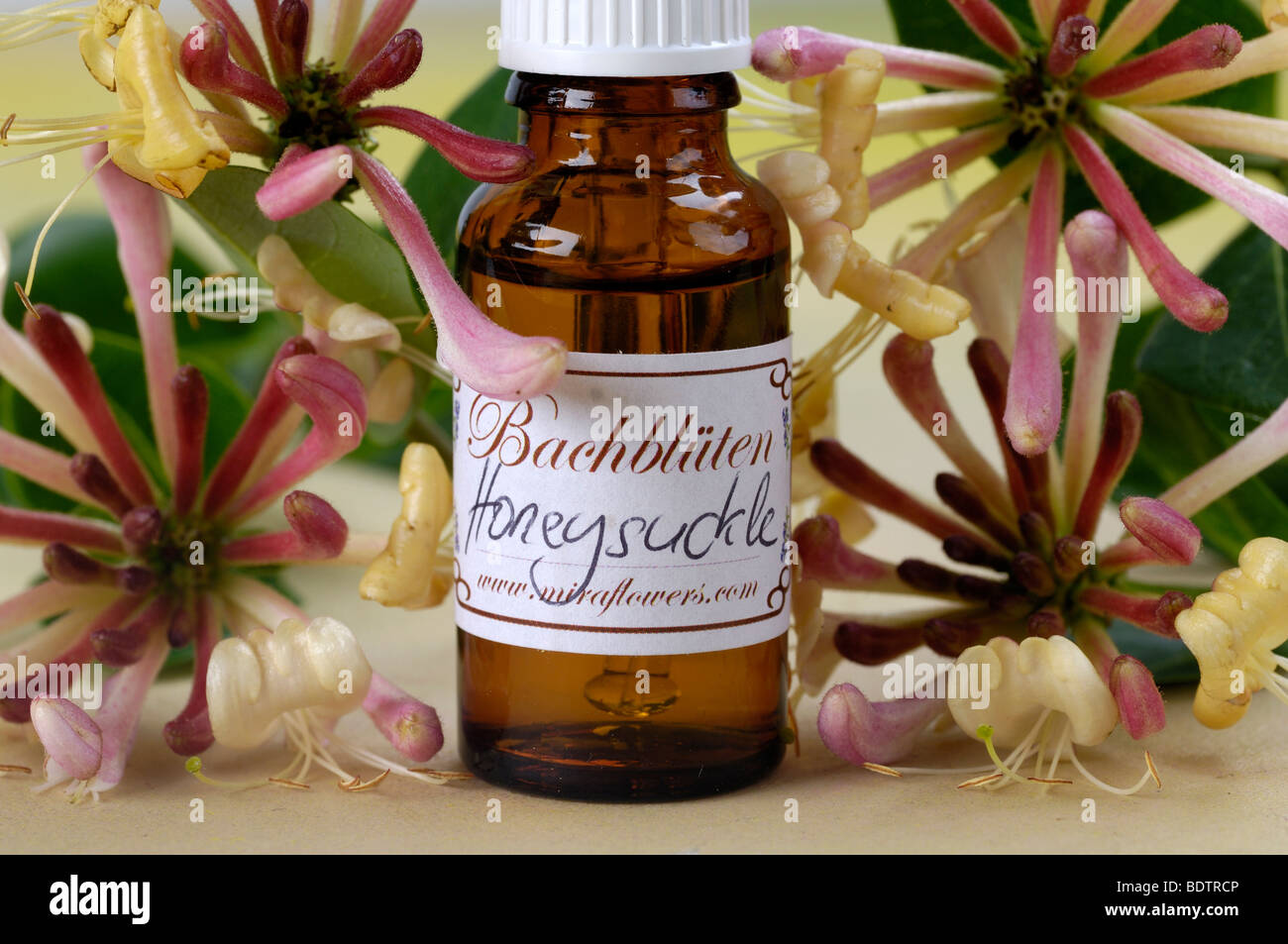 Honeysuckle lonicera caprifolium hires stock photography and images