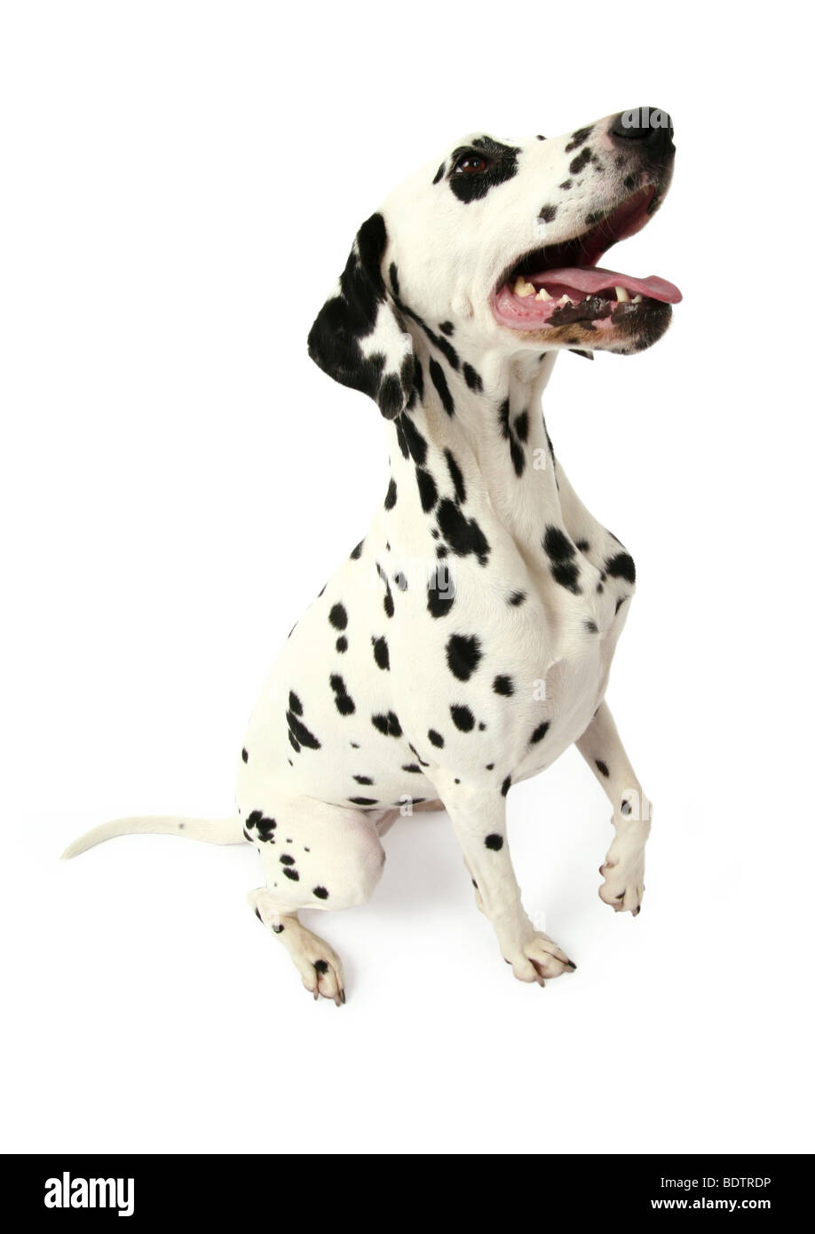 Dalmatian (Canis lupus f. familiaris), Dalmatian panting and waiting for something Stock Photo