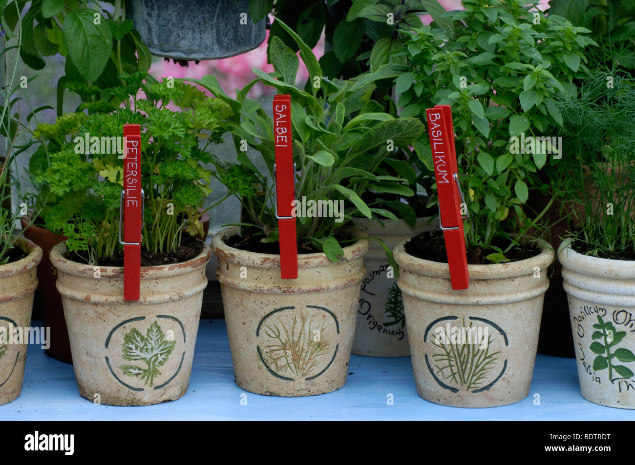 Windowsill with several kind of herbs, basil, Fensterbank mit diversen  Kraeutern, Basilikum Stock Photo - Alamy