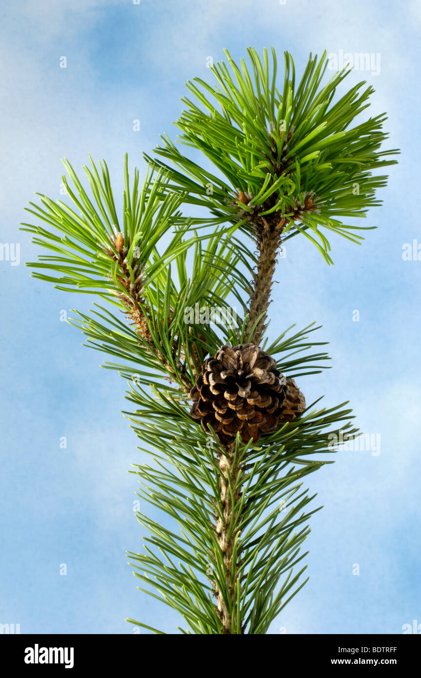 Swiss Mountain Pine, Pinus mugo, Latschenkiefer Stock Photo