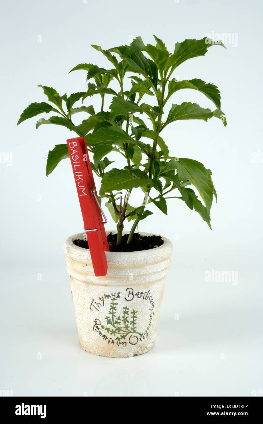 Basilikum, Basil Green Pepper, Ocimum selloi, Basilikum Kraeuter, Kuechenkraeuter, Gewuerzpflanzen, Stock Photo