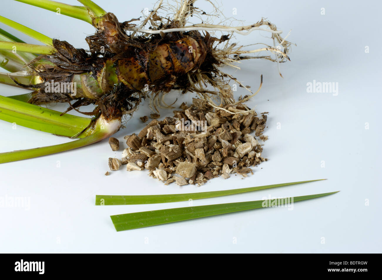 Acorus root, Cinnamon Sedge, Flagroot, Myrtle Flag, Sweet Calamus, Acorus calmus Stock Photo