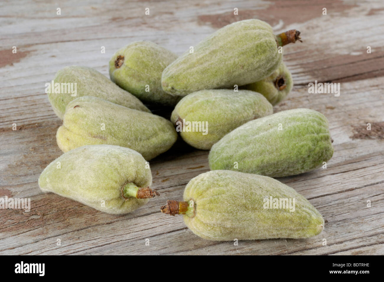 Peach, Prunus persica, Persica vulgaris, Pfirsich, Weinberg Stock Photo