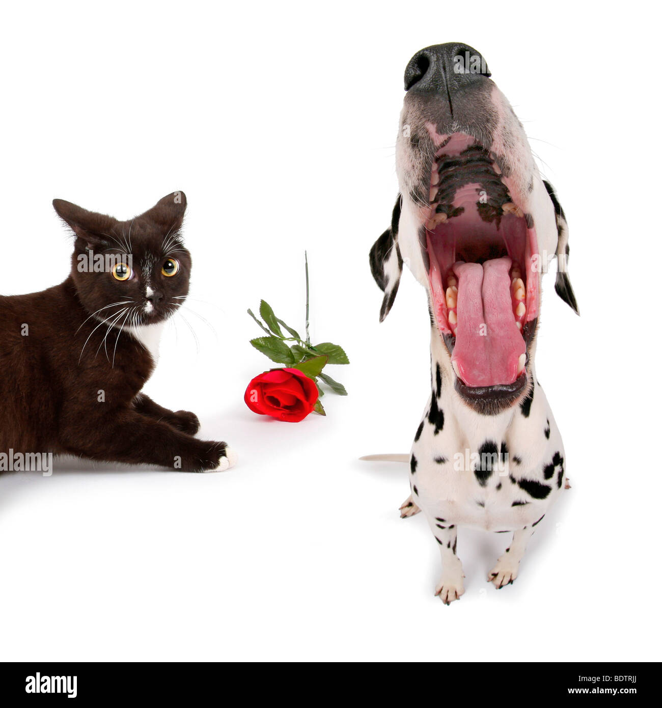 Dalmatian (Canis lupus f. familiaris), blind date, dog and cat with red rose meetng the first time Stock Photo