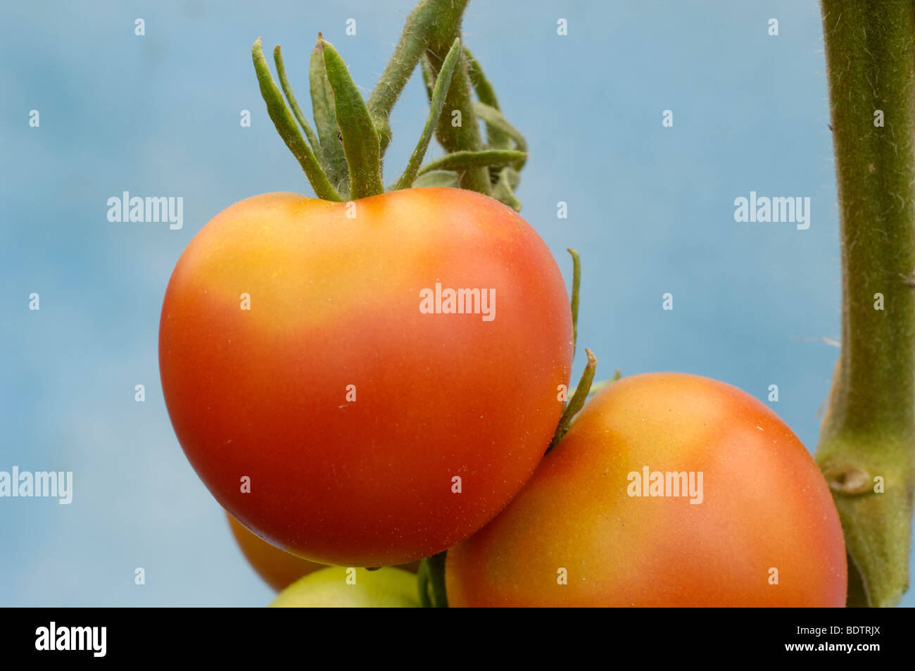 Tomato, Harzfeuer, Solanum lycopersicum, Tomate Stock Photo