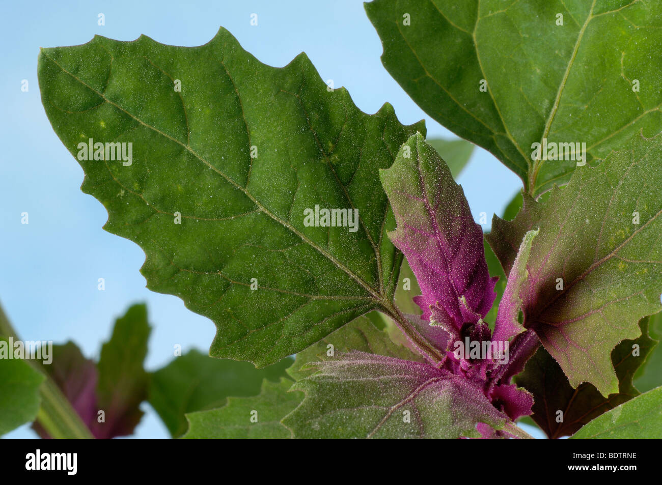 Baumspinat, Tree Spinach, Chenopodium giganteum, Stock Photo