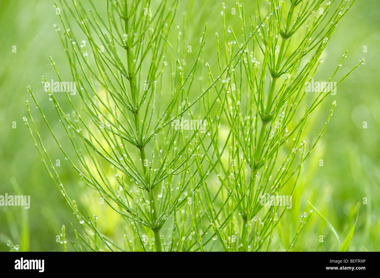 Common Horsetail, homeopathy, medical herbs, medical plants
