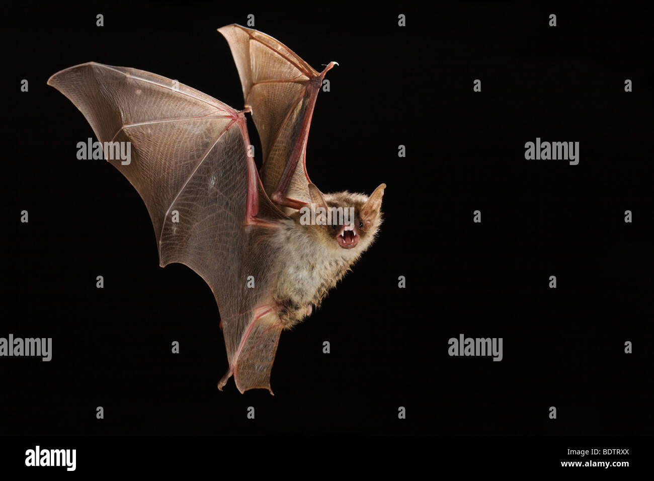 Myotis myotis, Greater Mouse-eared Bat Stock Photo