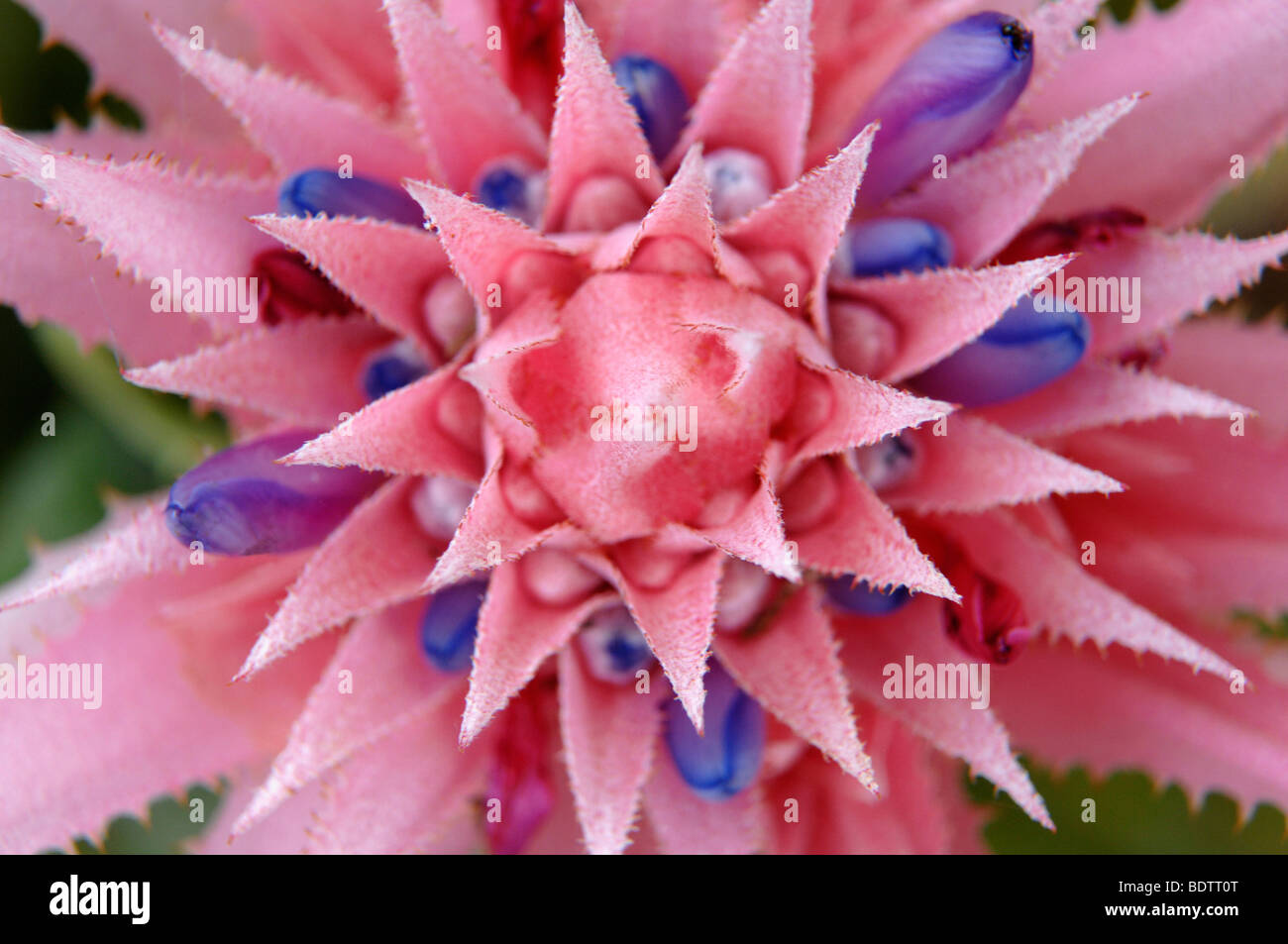 tropical succulent flower detail Stock Photo