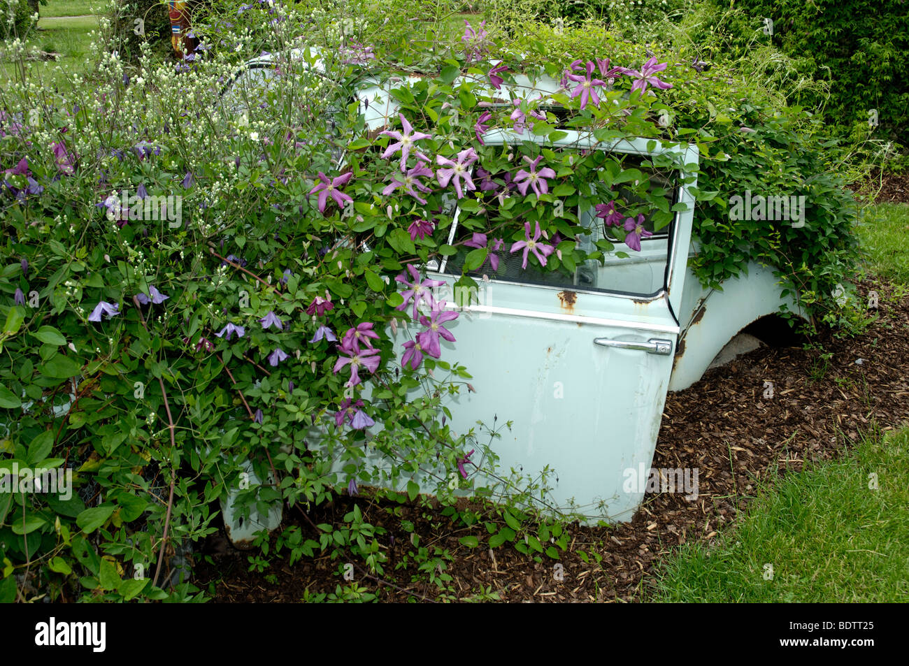 Car wreck with blooming Clematis Margot Koster, Clematis viticella, Autowrack mit bluehender Klematis Margot Koster Stock Photo