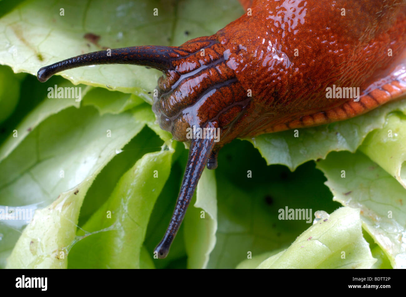 Spanish Slug, Lusitanian Slug eat salad, Arion lusitanicus, Spanische Wegschnecke frisst Salat, Arion lusitanicus Stock Photo