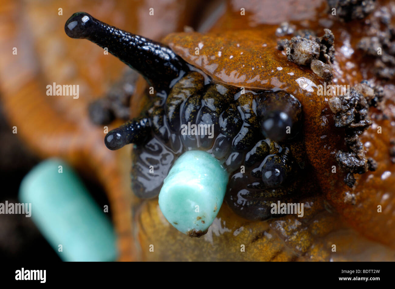 Spanish Slug, Lusitanian Slug eat salad, Arion lusitanicus, Spanische Wegschnecke frisst