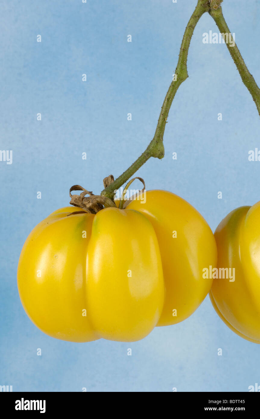 Tomato, Yellow Ruffled, Solanum lycopersicum, Tomaten Yellow Ruffled Stock Photo