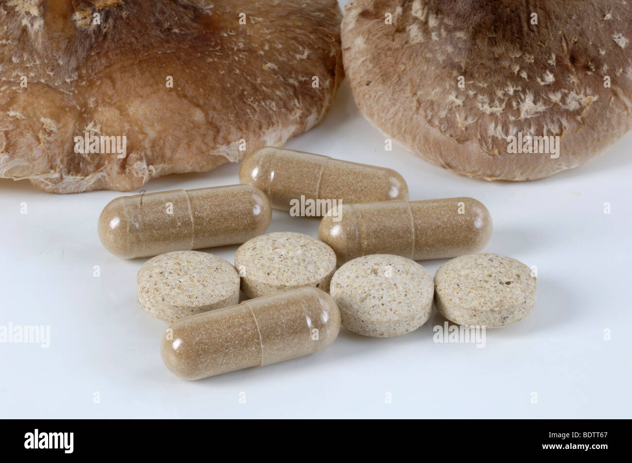 Shiitake Mushrooms. powder in a pill, homeopathy Stock Photo Alamy