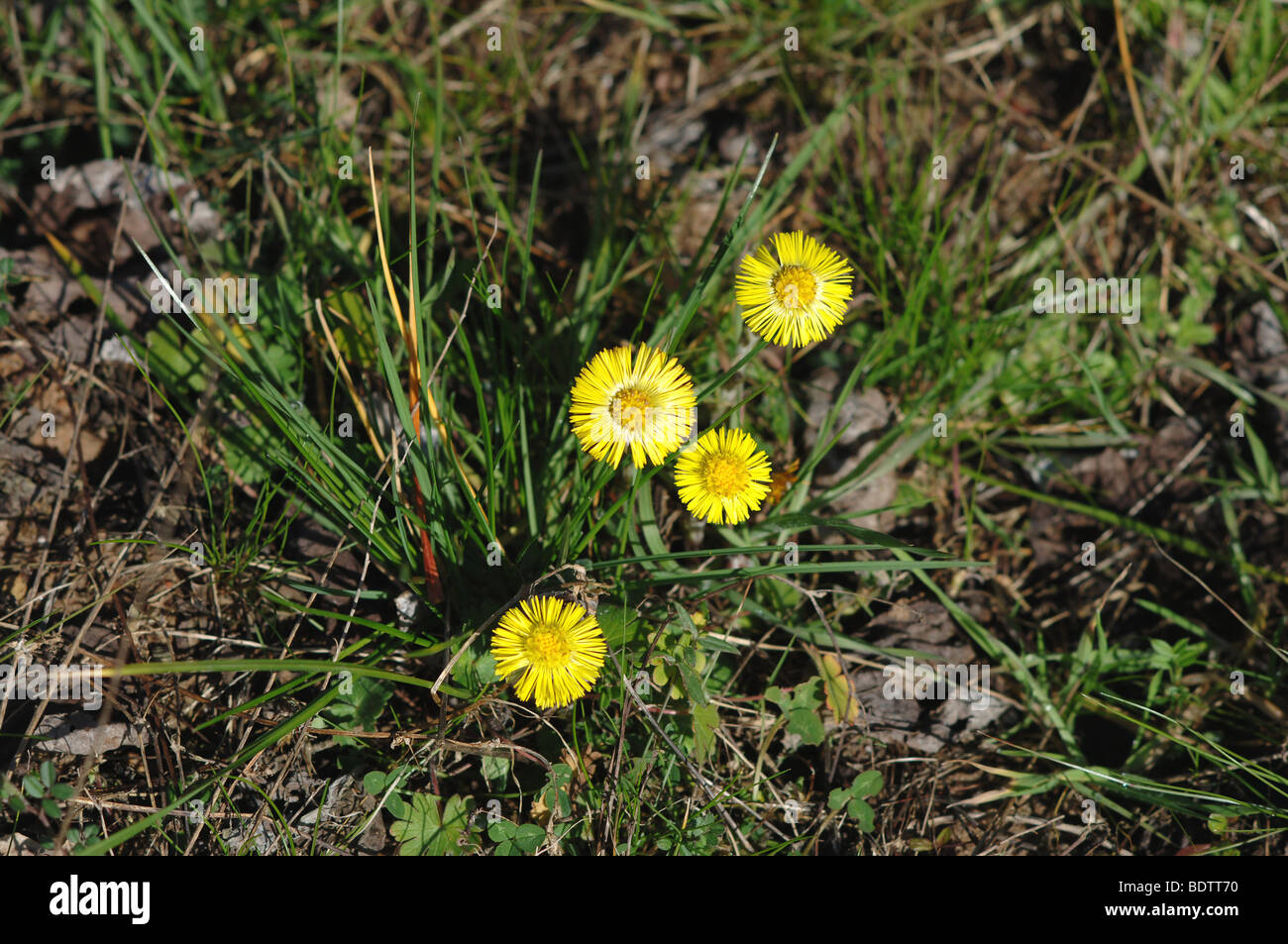 Huflattich, wiese, blume, blumen, gras, grass, flower, meadow, coltsfoot, tussilago farfara Stock Photo