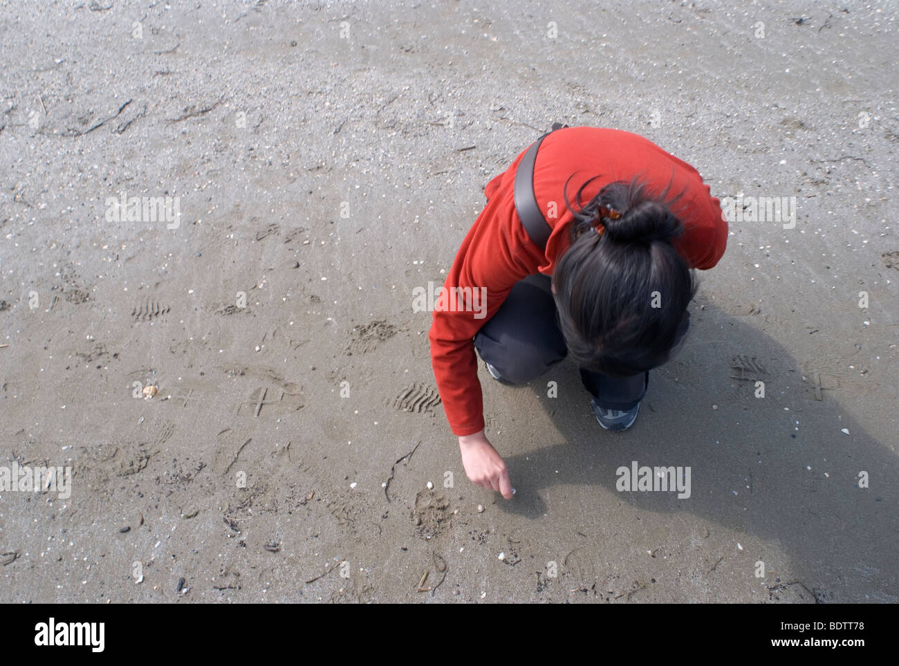 Woman picking up seashells at beach Stock Photo - Alamy