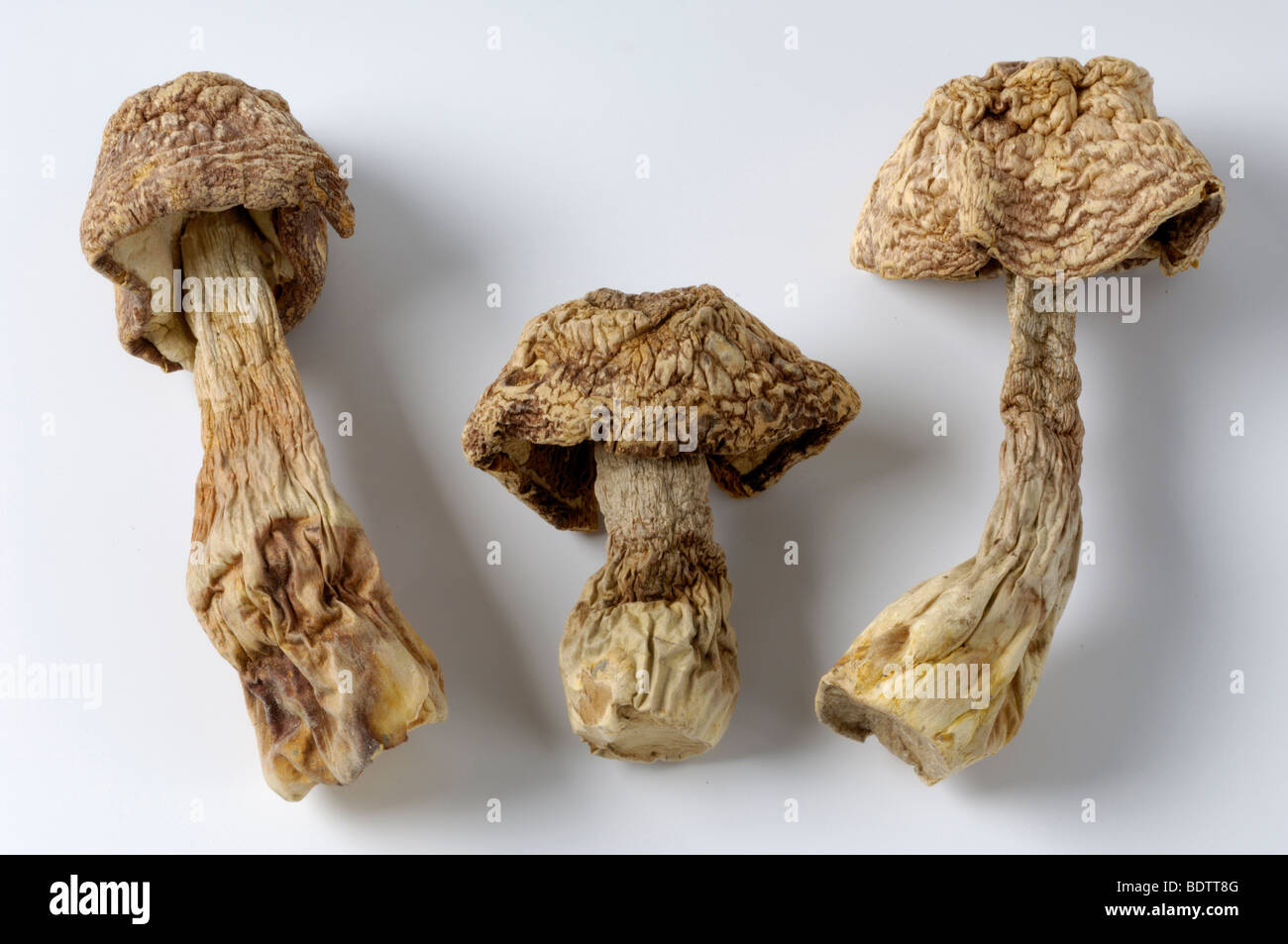 Himematsutake, dried / (Agaricus blazei Murrill Stock Photo Alamy
