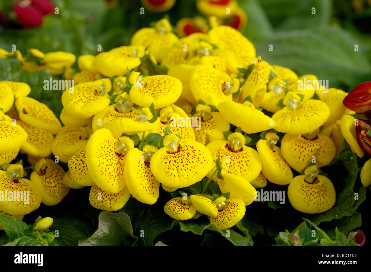 Calceolaria, Cinderella Yellow, Calceolaria x herbeohybrida, Pantoffelblume, Pantoffelblumengewaechse, Stock Photo