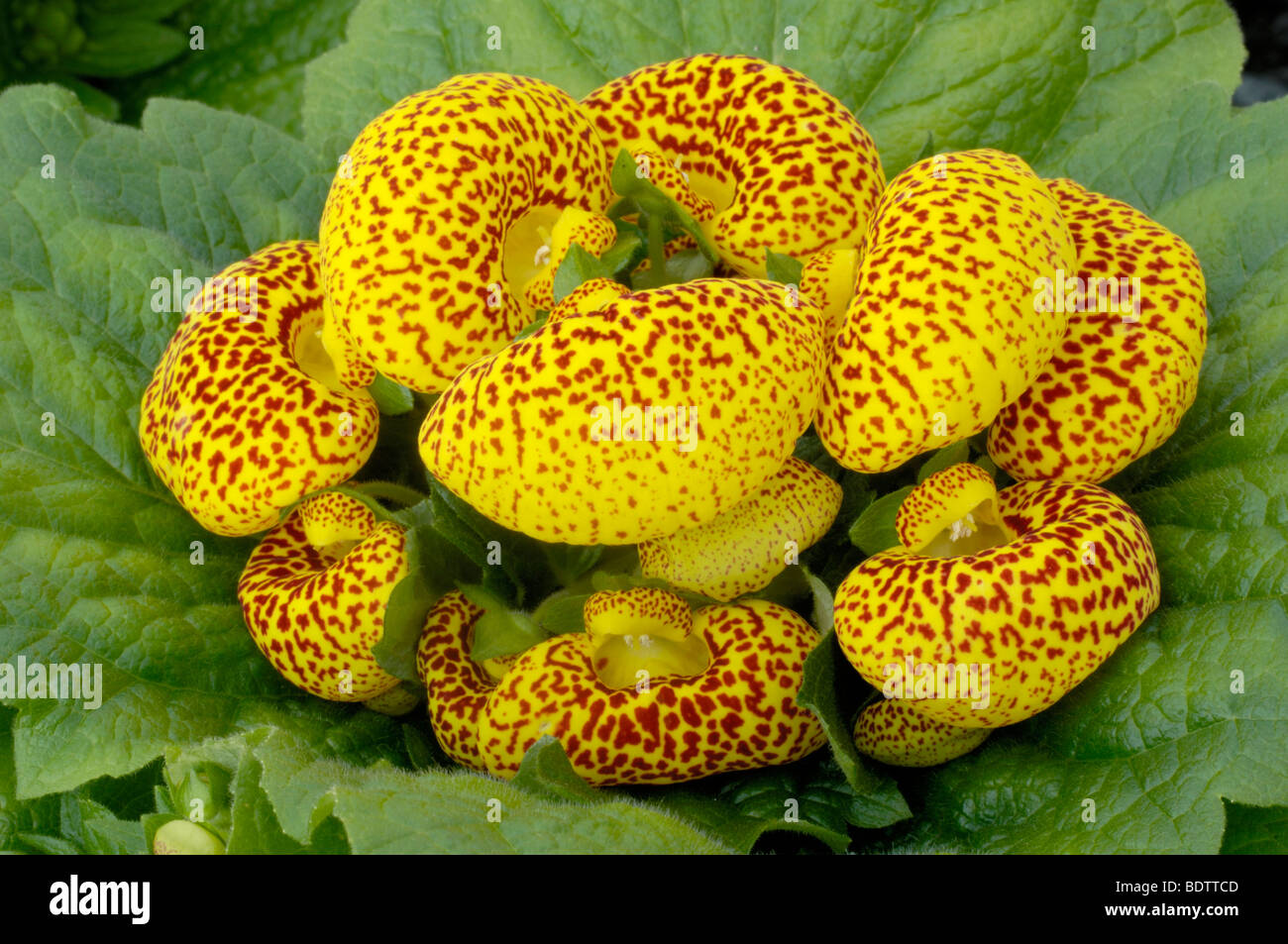 Calceolaria, Dainty Yellow Spots, Calceolaria x herbeohybrida, Pantoffelblume, Pantoffelblumengewaechse, Stock Photo