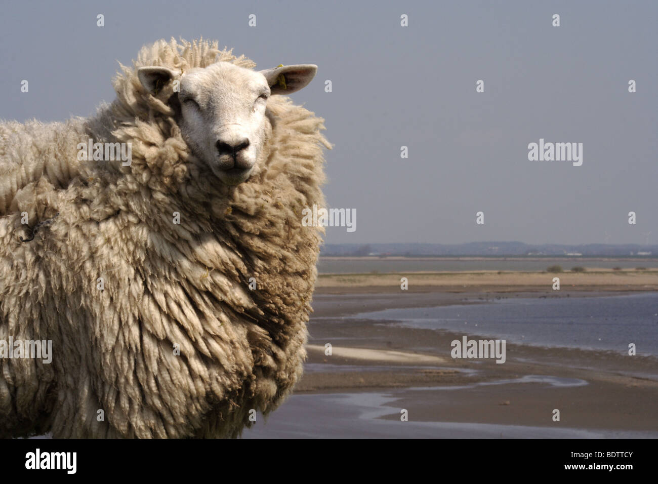sheep at the north frisian coast, wadden sea national park, germany Stock Photo