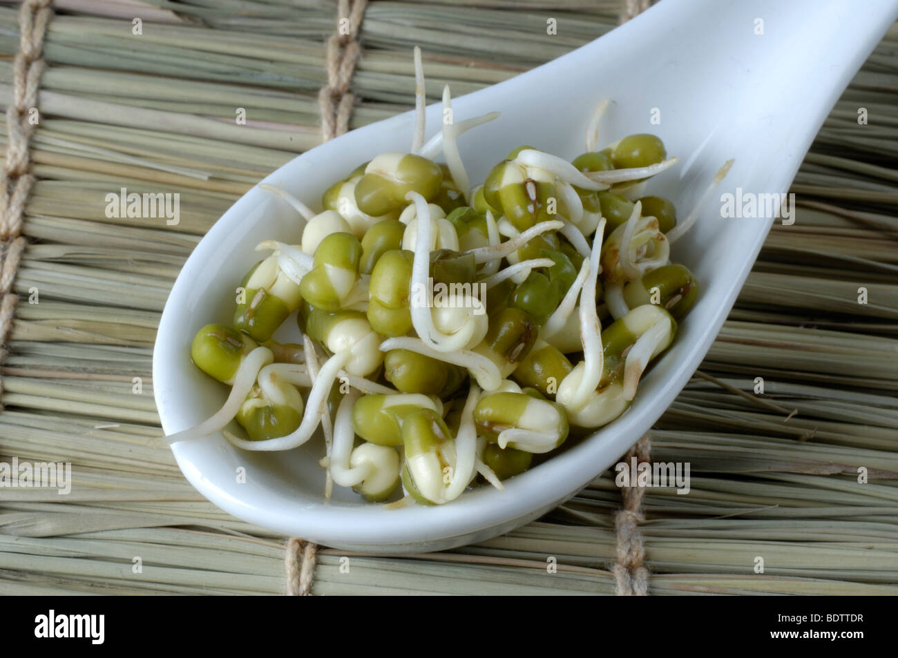 Mung bean sprouts / (Vigna radiata, Vigna mungo, Phaseolus mungo, Phaseolus radiatus) Stock Photo