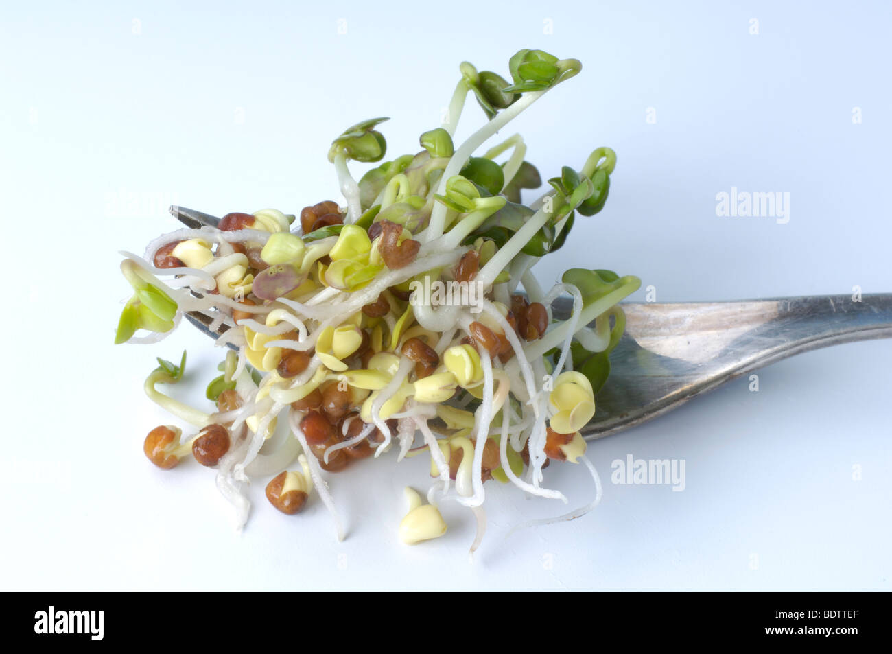 Japanese Daikon Radish, sprouts, Raphanus sativus, Daikon-Rettich, Sprossen, Keimlinge Stock Photo