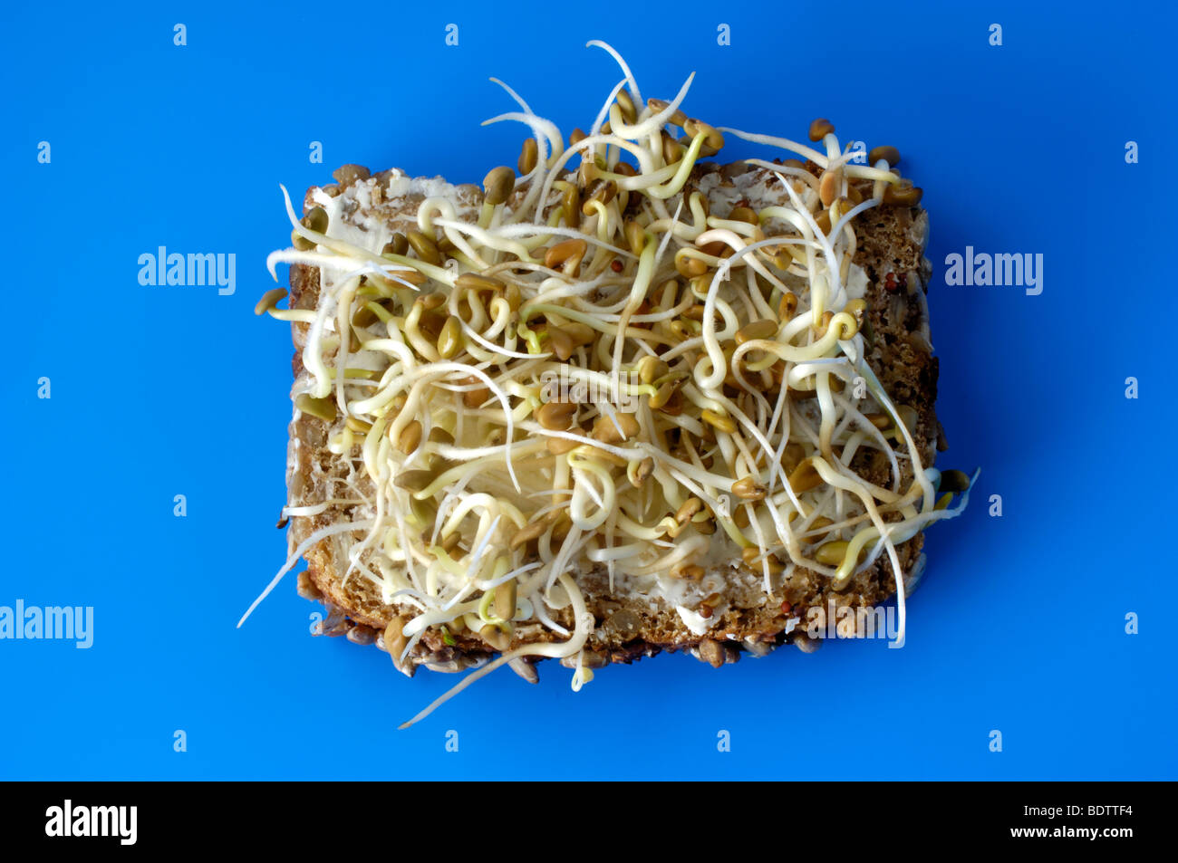 Fenugreek, sprouts / (Trigonella foenumgraecum Stock Photo Alamy