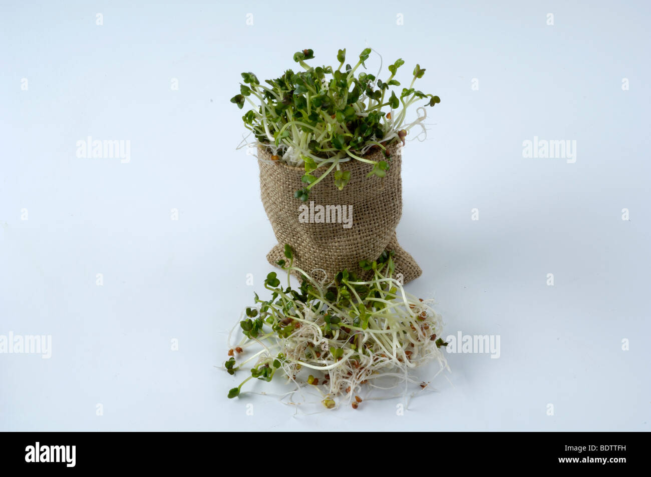 Japanese Daikon Radish, sprouts, Raphanus sativus, Daikon-Rettich, Sprossen, Keimlinge Stock Photo