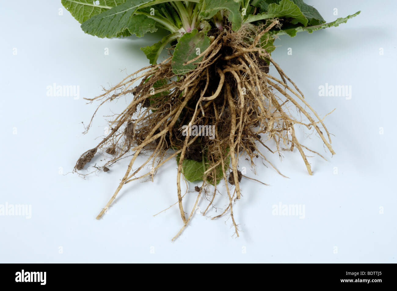 Cowslip, root / (Primula veris) | Wiesenschluesselblume, Wurzel ...