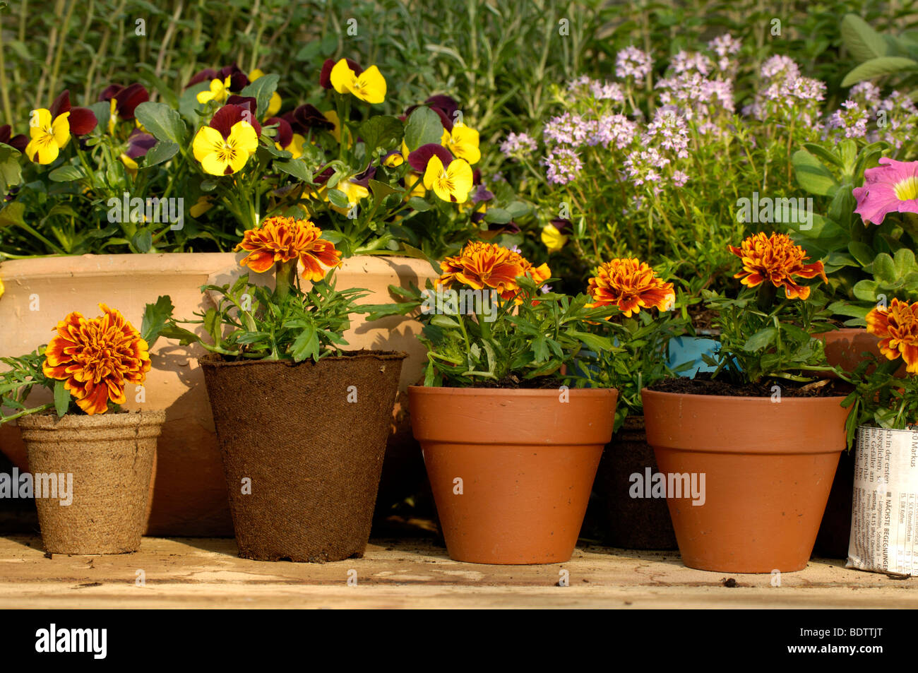 Young plants, tagetes und thyme, Thymus citriodorus, Pflanzenanzucht, Tagetes, Studentenblume und Thymian, Thymus citriodorus Stock Photo