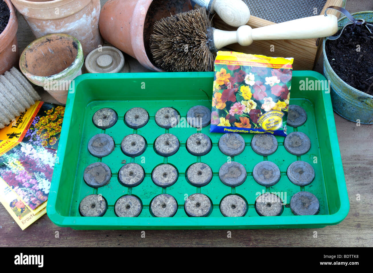 Nasturtium seed, Tropaeolum majus, Kapuzinerkressesamen vorbereitet zur Aussaat Stock Photo
